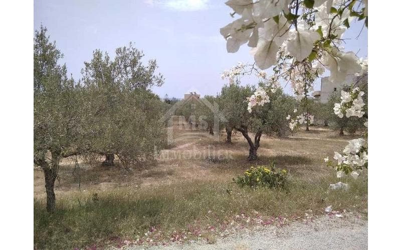 Terrain