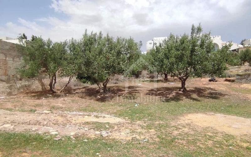 Terrain 3