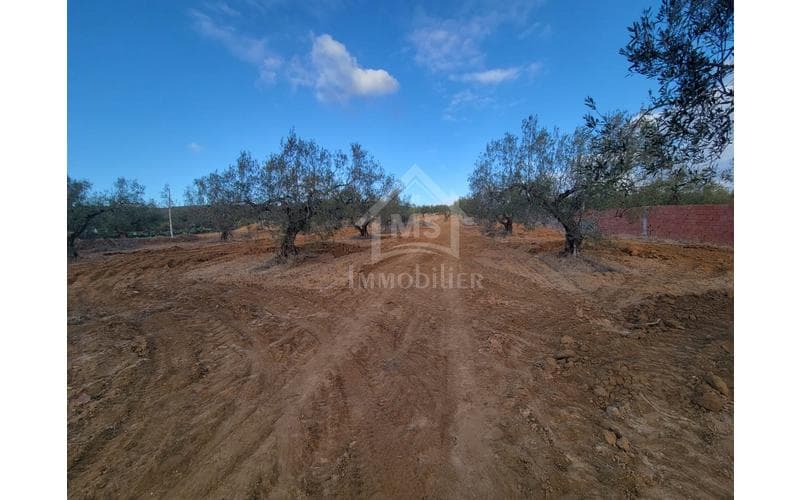 Terrain 6