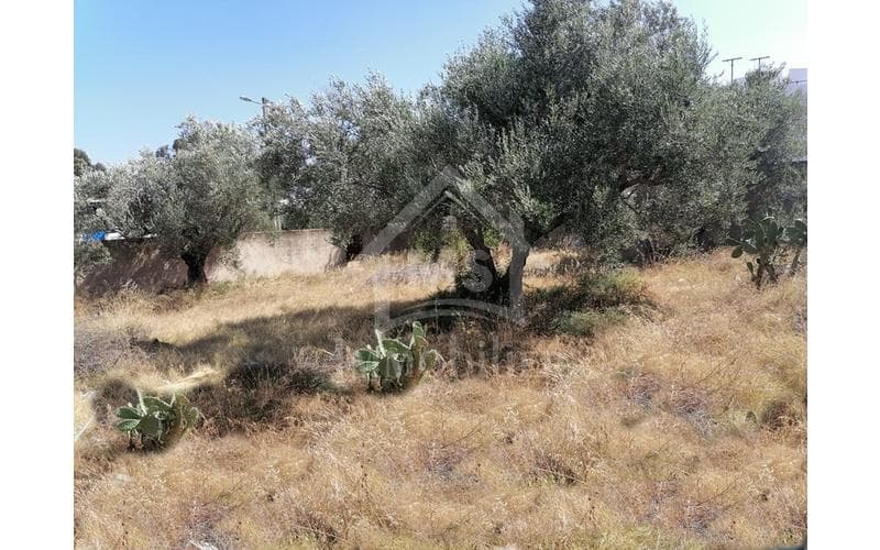 Terrain 6