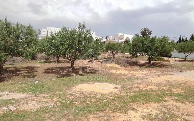Terrain