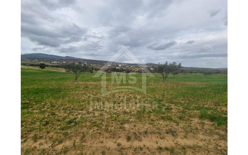 Terrain