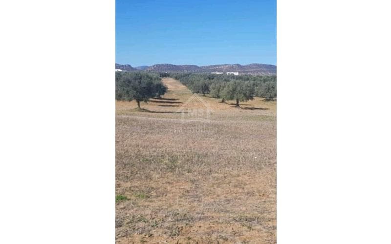 Terrain