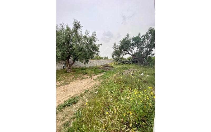 Terrain 4