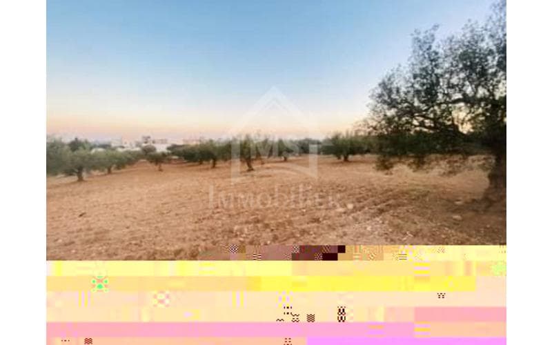 Terrain 5