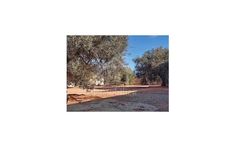 Terrain 6