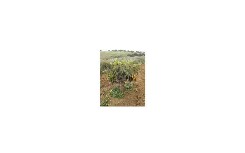 Terrain 13