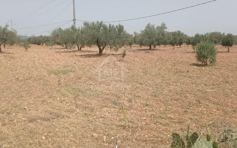 Terrain 5