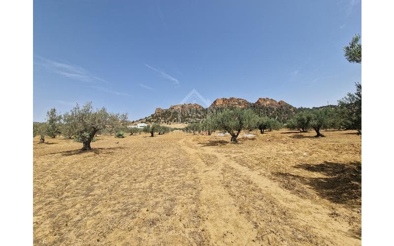 Terrain 4