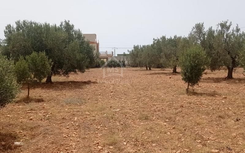 Terrain 5