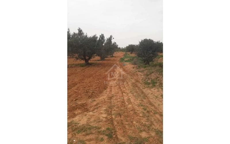Terrain 5