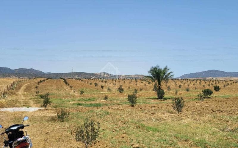 Terrain 4