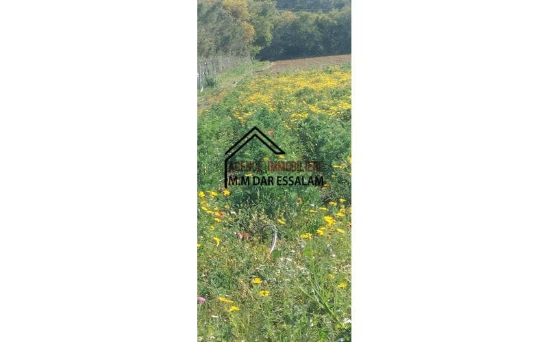 Terrain 3