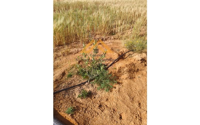 Terrain 3