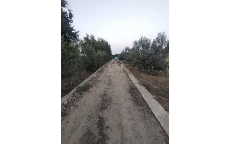 Terrain 5