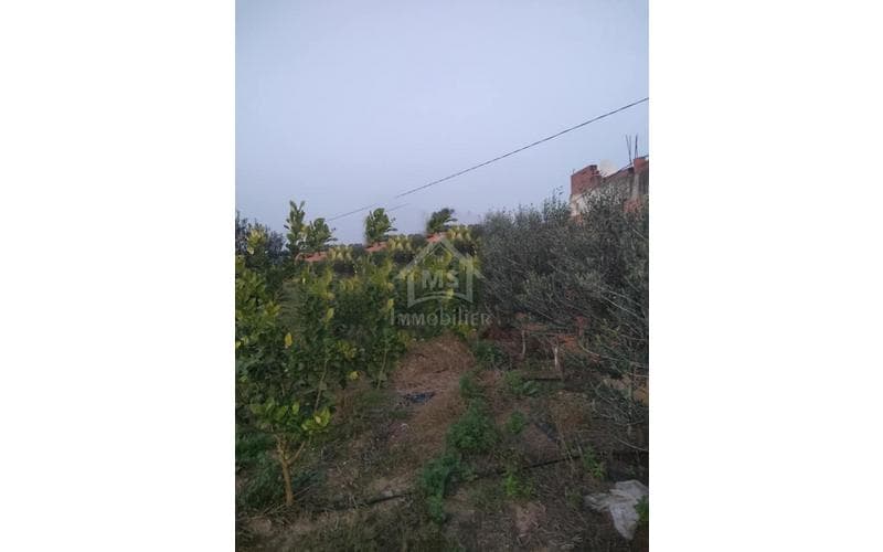 Terrain 8