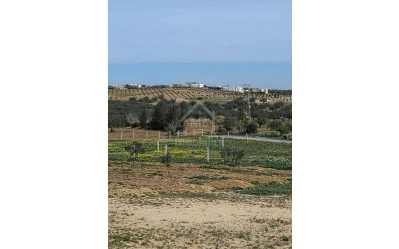 Terrain