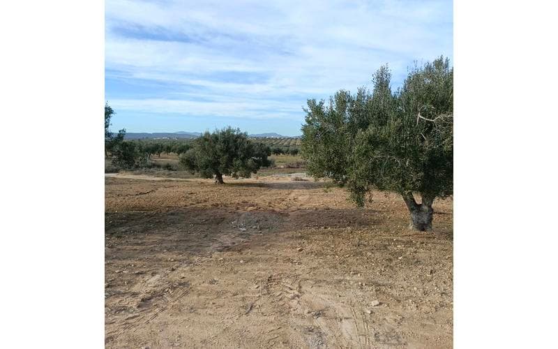 Terrain