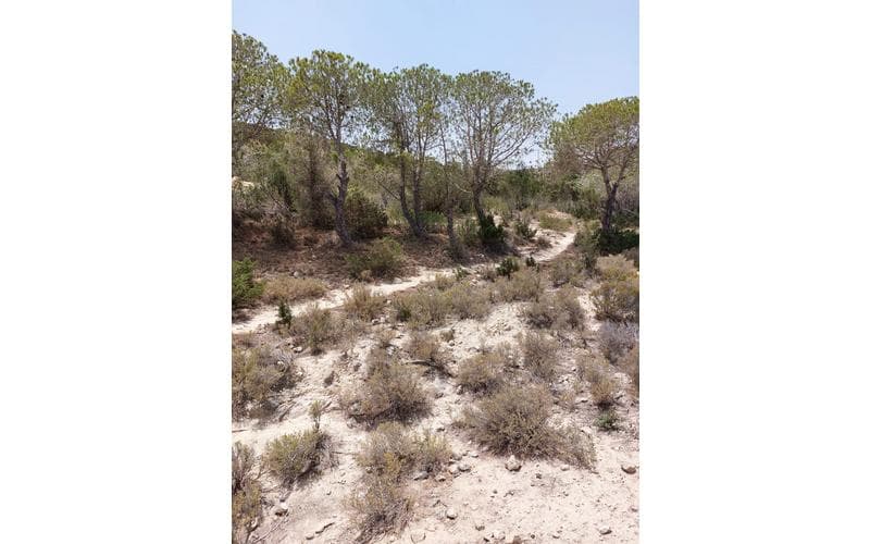 Terrain