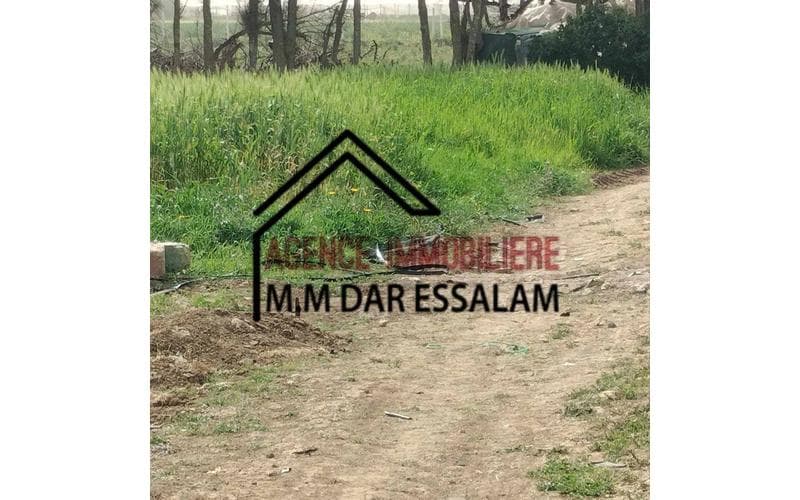Terrain