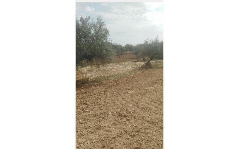Terrain
