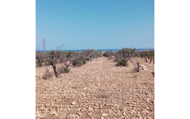 Terrain