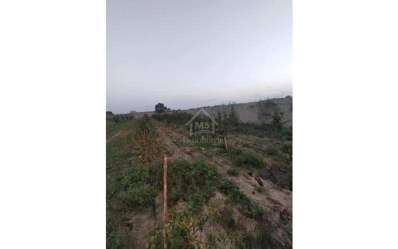 Terrain