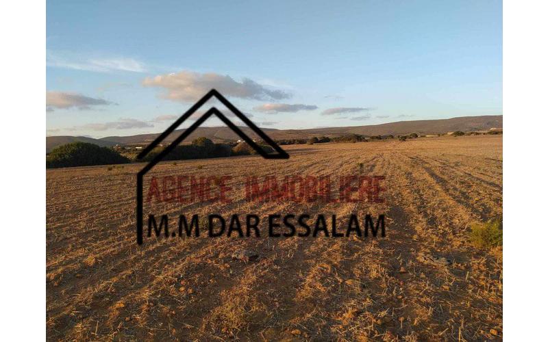 Terrain 4