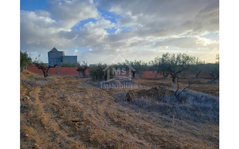 Terrain 7