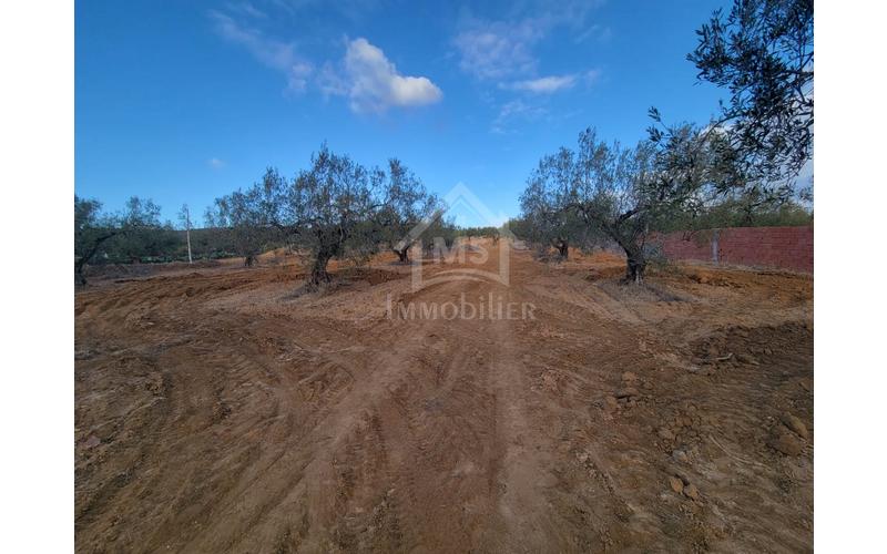 Terrain 6