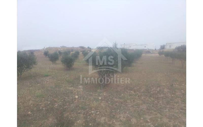 Terrain 3