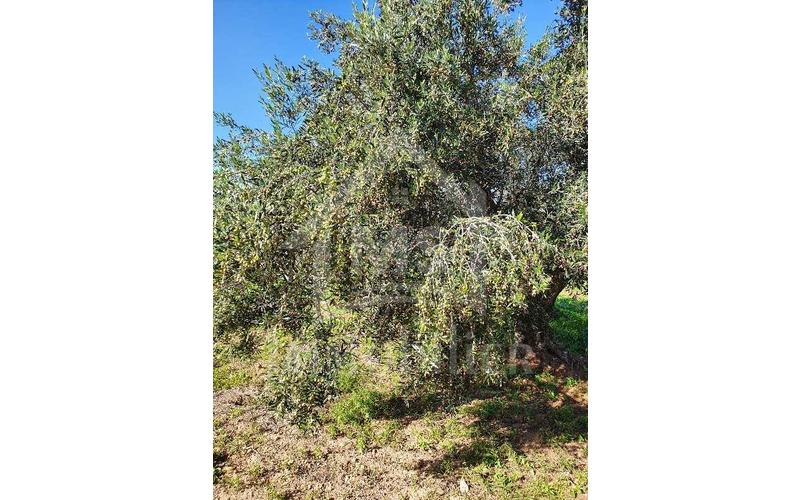 Terrain 4