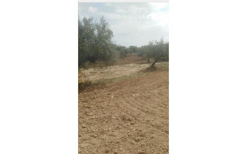 Terrain
