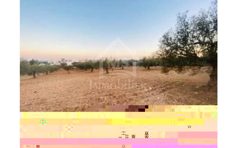 Terrain 5
