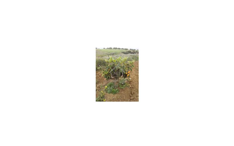 Terrain 13