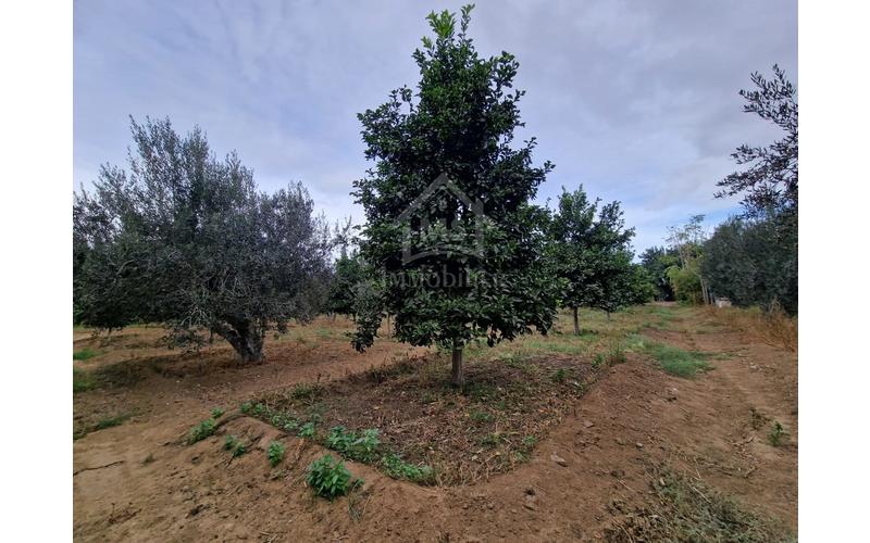 Terrain 9