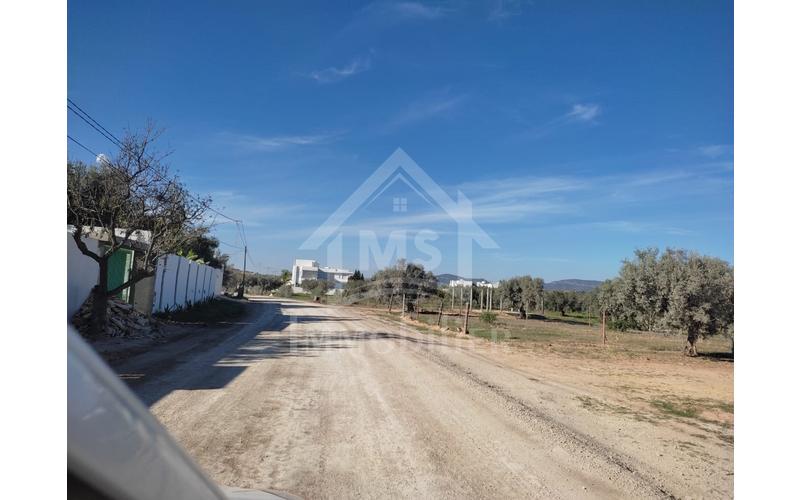 Terrain