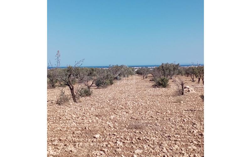 Terrain
