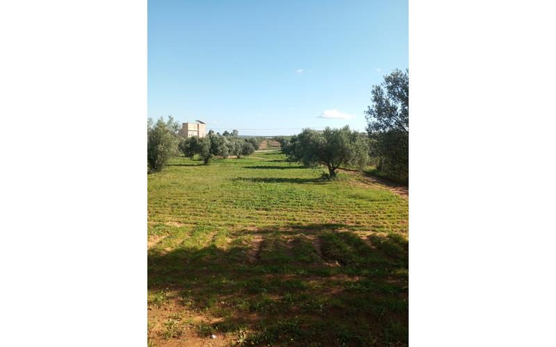 Terrain 5