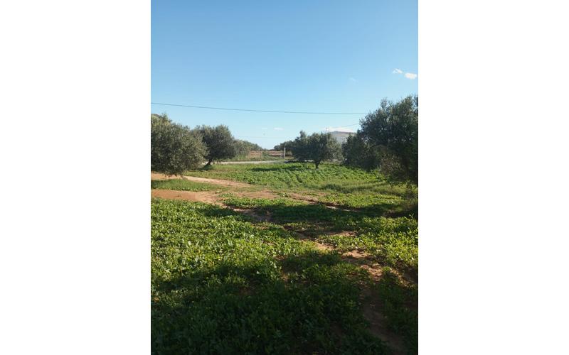 Terrain 6