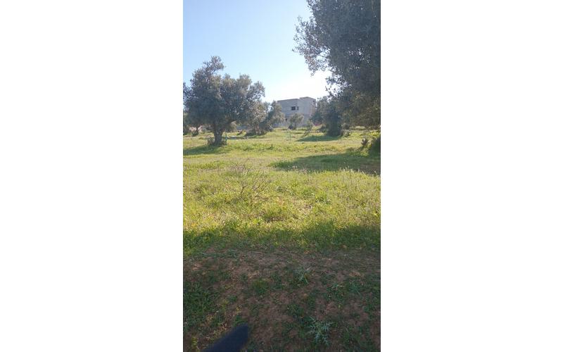 Terrain 5