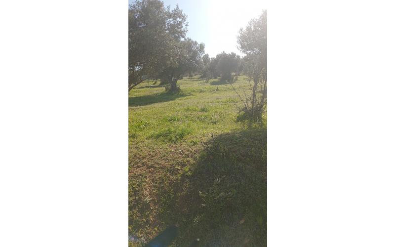 Terrain 7
