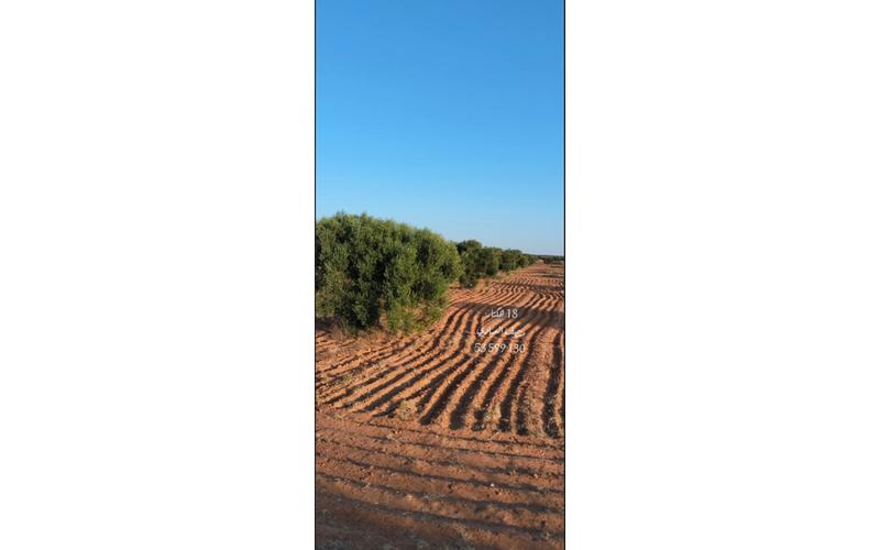 Terrain 5