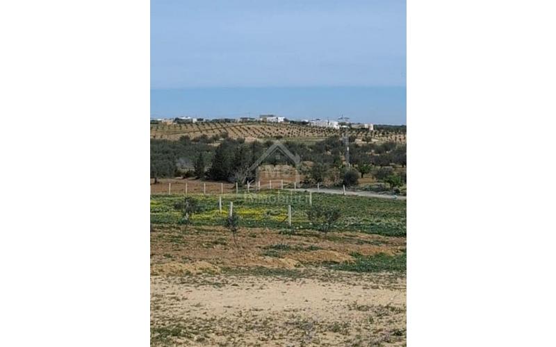 Terrain
